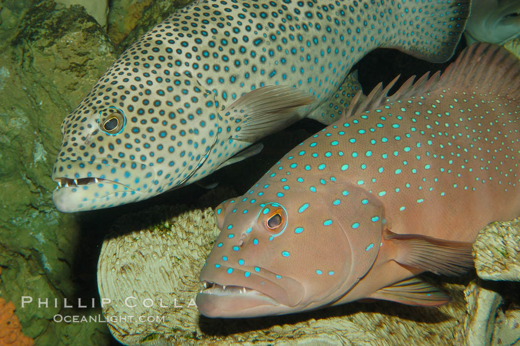 Squaretail coralgrouper (upper) and spotted coralgrouper (lower)., Plectropomus areolatus, Plectropomus maculatus, natural history stock photograph, photo id 08835