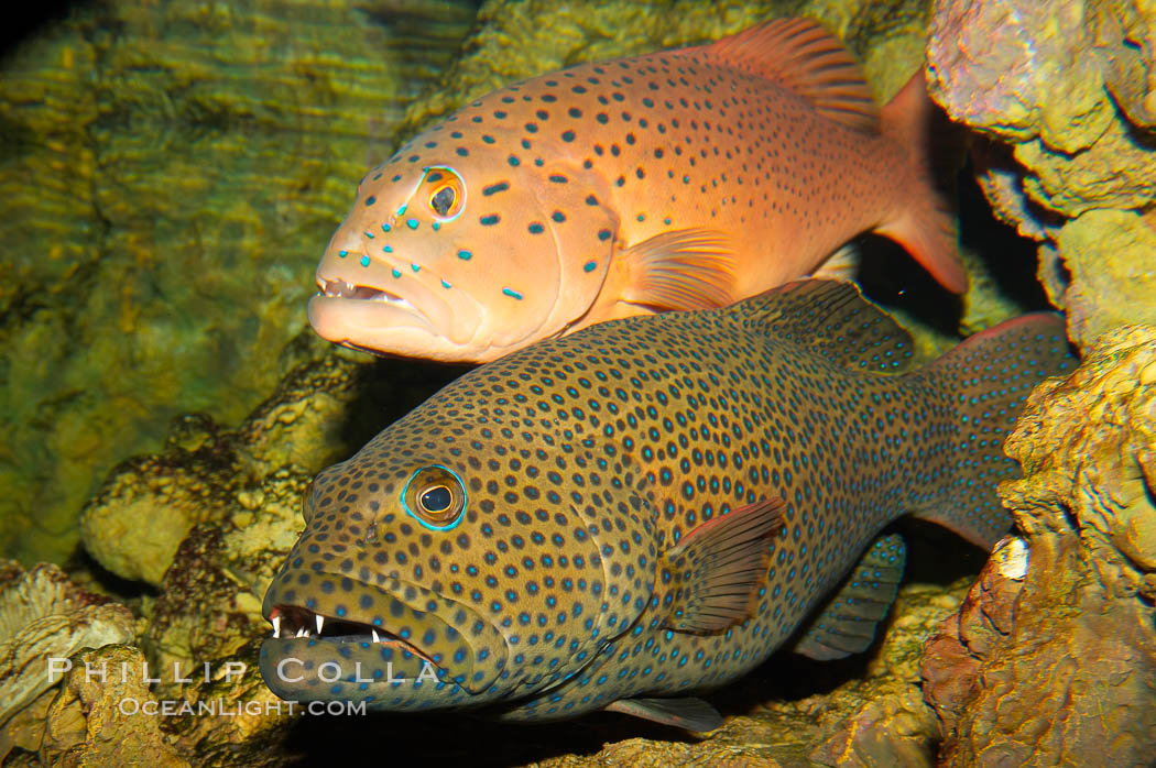 Squaretail coralgrouper (front) and spotted coralgrouper (rear)., Plectropomus areolatus, Plectropomus maculatus, natural history stock photograph, photo id 12915