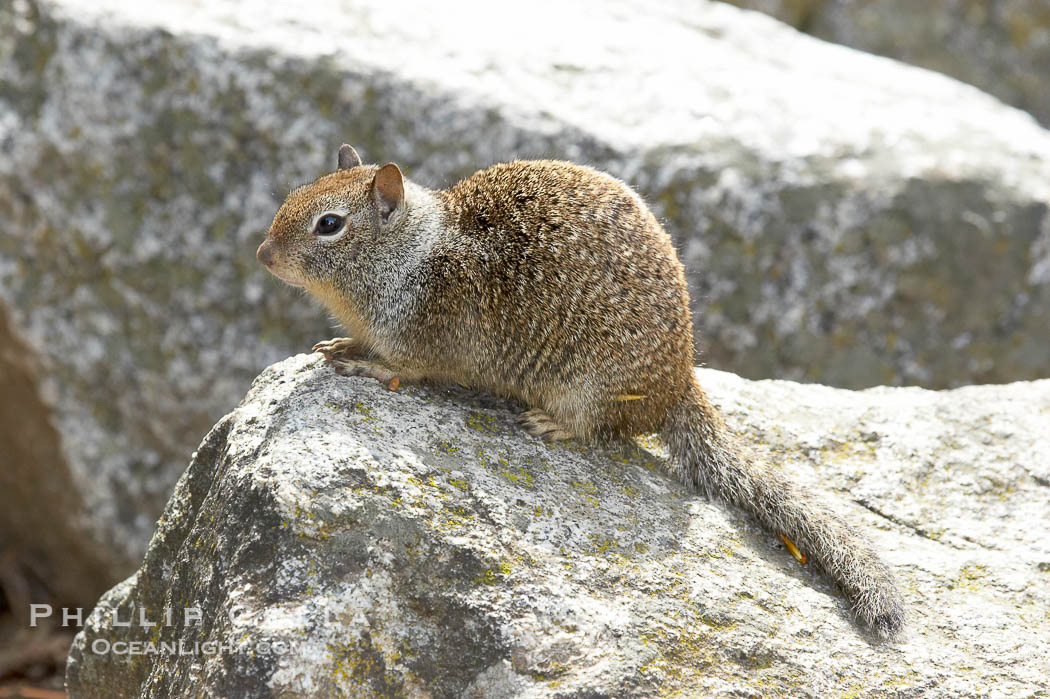 Squirrel, Yosemite Valley., natural history stock photograph, photo id 12663