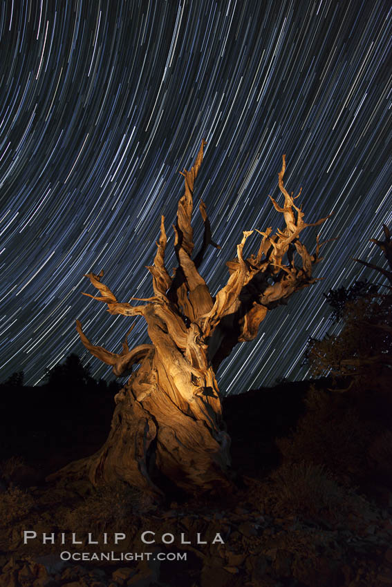 Stars trails above ancient bristlecone pine trees, in the White Mountains at an elevation of 10,000' above sea level.  These are some of the oldest trees in the world, reaching 4000 years in age. Ancient Bristlecone Pine Forest, White Mountains, Inyo National Forest, California, USA, Pinus longaeva, natural history stock photograph, photo id 27798