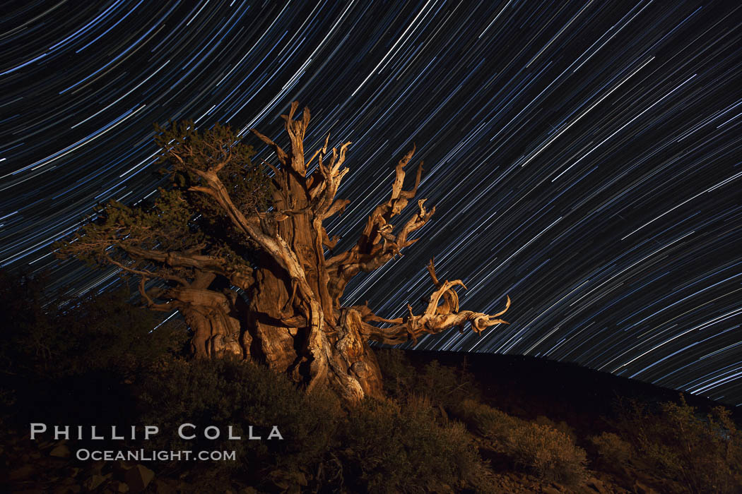 Stars trails above ancient bristlecone pine trees, in the White Mountains at an elevation of 10,000' above sea level.  These are some of the oldest trees in the world, reaching 4000 years in age. Ancient Bristlecone Pine Forest, White Mountains, Inyo National Forest, California, USA, Pinus longaeva, natural history stock photograph, photo id 27796