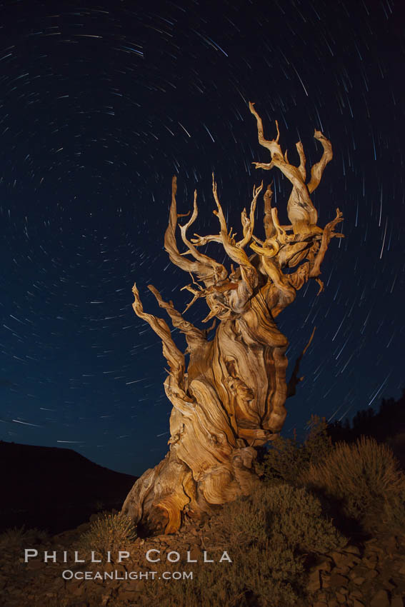 Stars trails above ancient bristlecone pine trees, in the White Mountains at an elevation of 10,000' above sea level.  These are some of the oldest trees in the world, reaching 4000 years in age. Ancient Bristlecone Pine Forest, White Mountains, Inyo National Forest, California, USA, Pinus longaeva, natural history stock photograph, photo id 27795