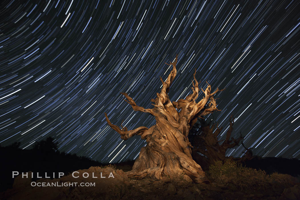 Stars trails above ancient bristlecone pine trees, in the White Mountains at an elevation of 10,000' above sea level.  These are some of the oldest trees in the world, reaching 4000 years in age. Ancient Bristlecone Pine Forest, White Mountains, Inyo National Forest, California, USA, Pinus longaeva, natural history stock photograph, photo id 27797