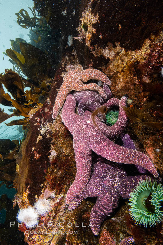 Starfish cling to a rocky reef, surrounded by other colorful invertebrate life. Browning Pass, Vancouver Island. British Columbia, Canada, natural history stock photograph, photo id 35326