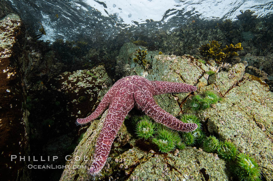 Starfish cling to a rocky reef, surrounded by other colorful invertebrate life. Browning Pass, Vancouver Island. British Columbia, Canada, natural history stock photograph, photo id 35470