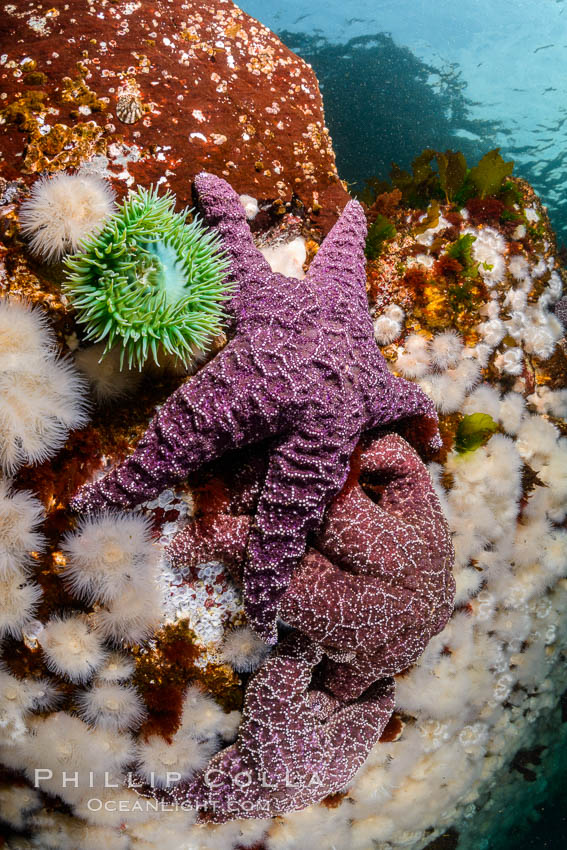 Colorful starfish and anemones cling to submarine rocks, on the subtidal reef, Browning Pass, Vancouver Island. British Columbia, Canada, Metridium senile, natural history stock photograph, photo id 34370