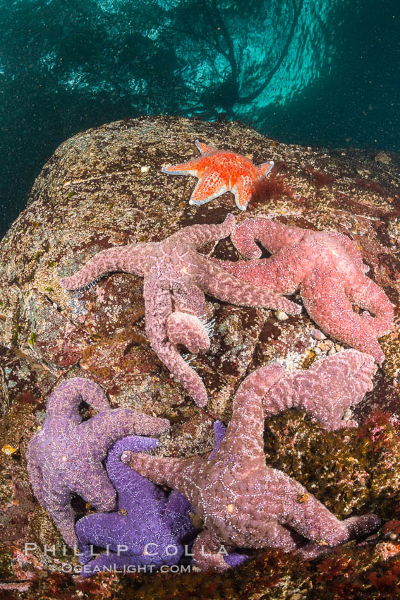 Colorful starfish cling to submarine rocks, on the subtidal reef, Browning Pass, Vancouver Island. British Columbia, Canada, natural history stock photograph, photo id 34336