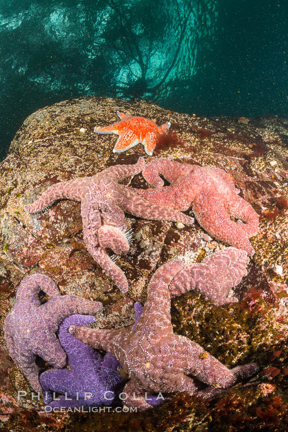 Colorful starfish cling to submarine rocks, on the subtidal reef, Browning Pass, Vancouver Island. British Columbia, Canada, natural history stock photograph, photo id 34401