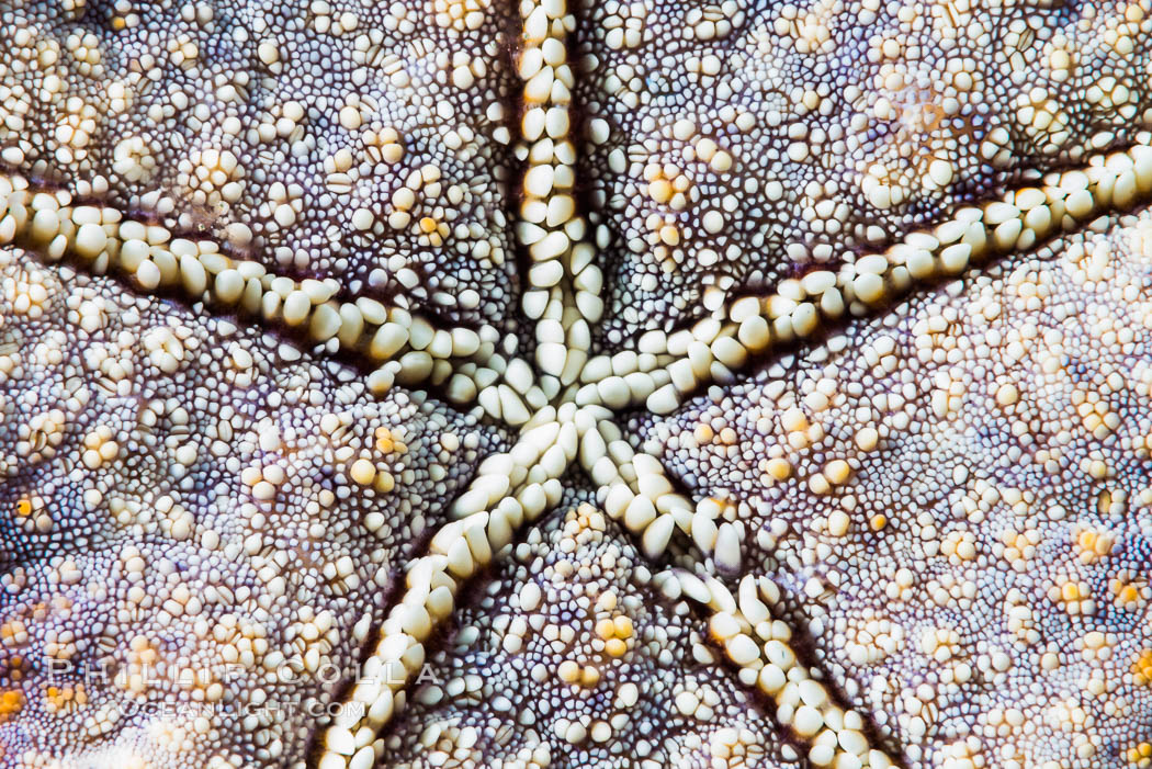 Starfish Sea Star Detail, Sea of Cortez, Mexico. Isla San Diego, Baja California, natural history stock photograph, photo id 33559