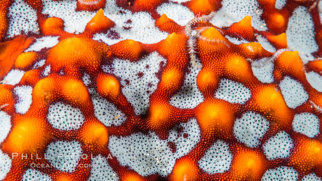 Starfish Sea Star Detail, Sea of Cortez, Mexico. Isla San Diego, Baja California, natural history stock photograph, photo id 33711