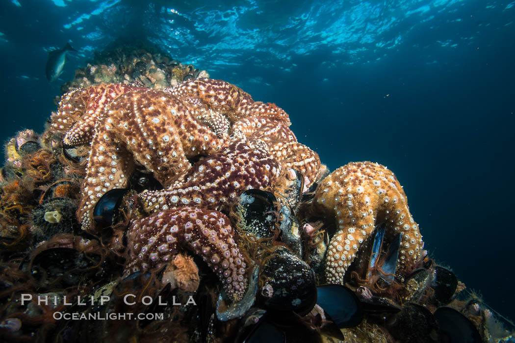 Starfish on Oil Rig Ellen underwater structure, covered in invertebrate life. Long Beach, California, USA, natural history stock photograph, photo id 31118