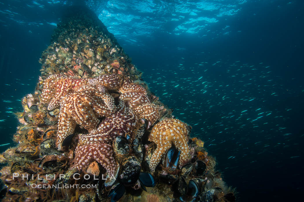Starfish on Oil Rig Ellen underwater structure, covered in invertebrate life, Long Beach, California