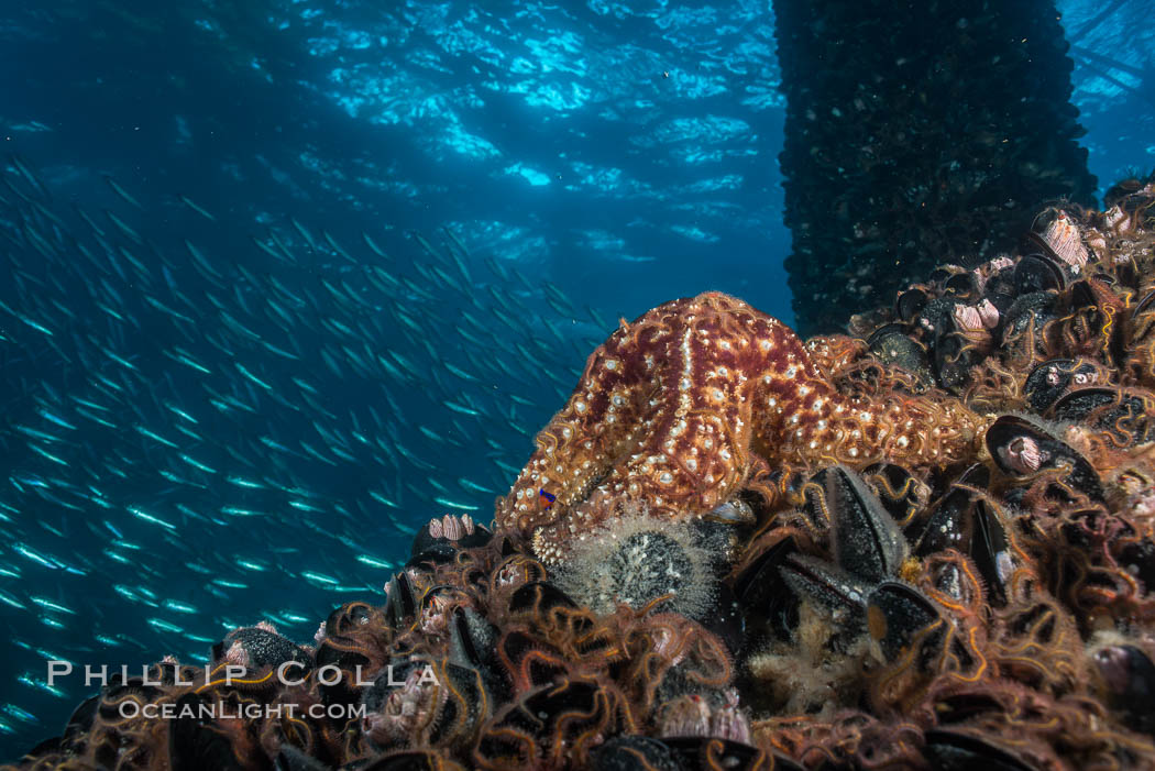Starfish on Oil Rig Elly underwater beams. Long Beach, California, USA, natural history stock photograph, photo id 31139