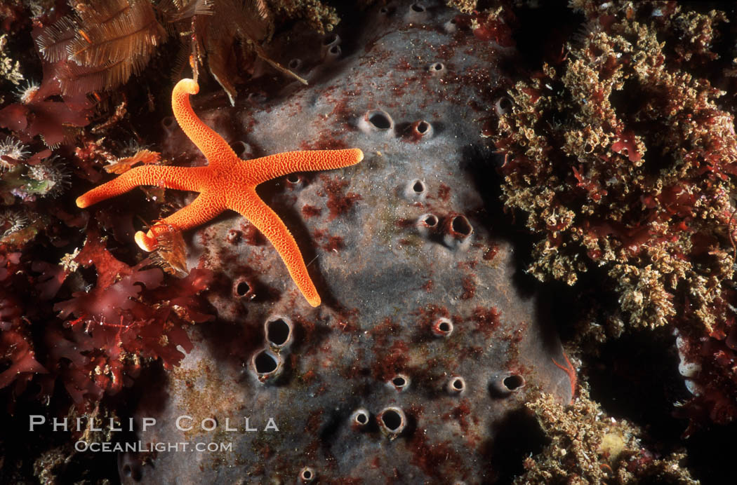 Starfish and sulfur sponge on rocky California reef. USA, natural history stock photograph, photo id 03796