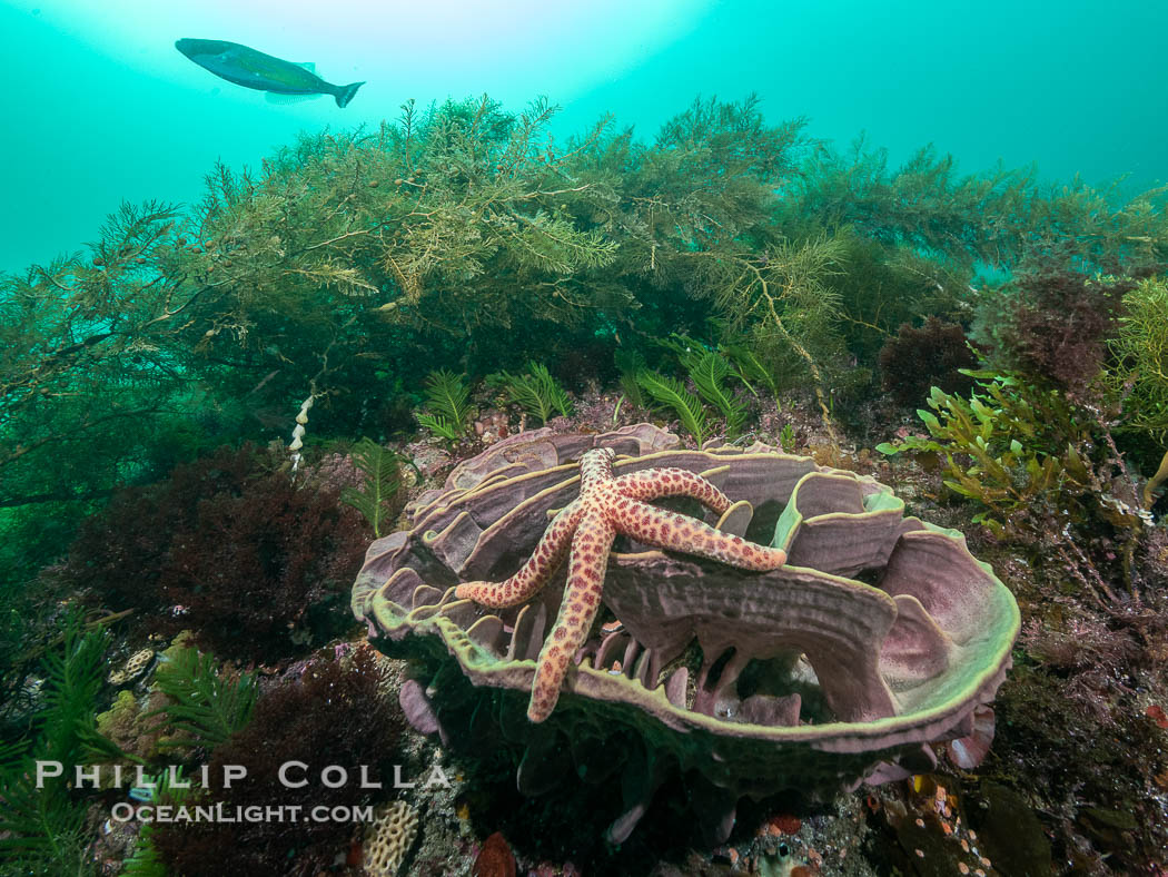 Starfish on Sponge with Marine Algae, Kangaroo Island, South Australia., natural history stock photograph, photo id 39246