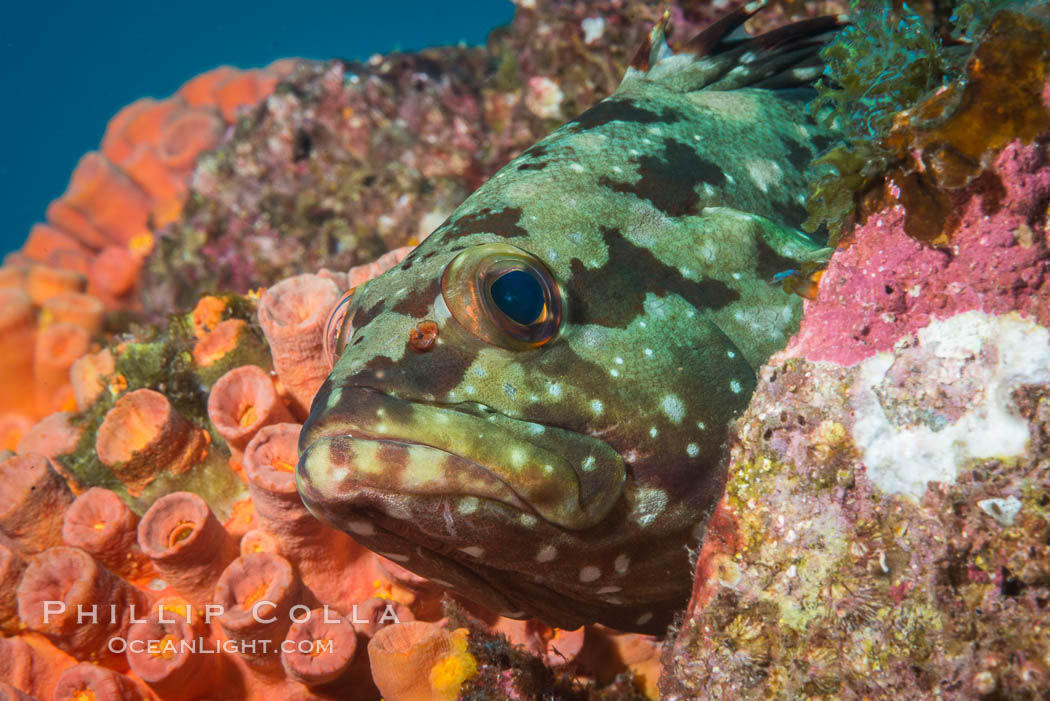 Starry grouper, Sea of Cortez, Baja California, Mexico. Isla Las Animas, natural history stock photograph, photo id 33680