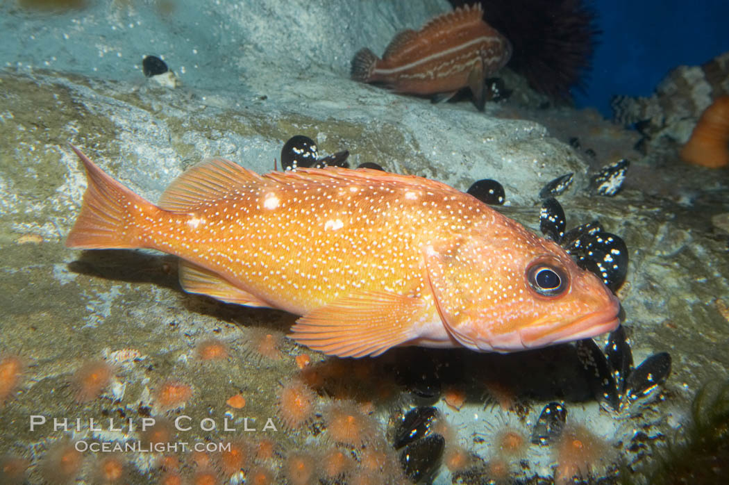 Starry rockfish., Sebastes constellatus, natural history stock photograph, photo id 11842