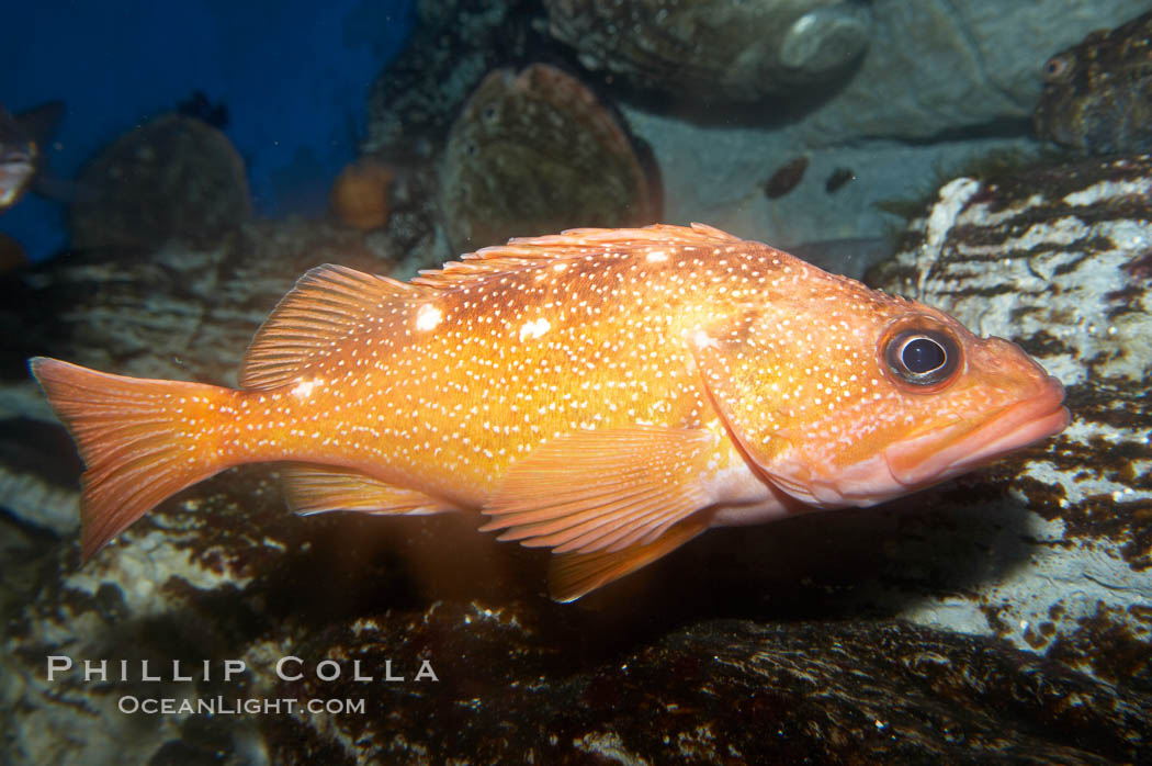 Starry rockfish., Sebastes constellatus, natural history stock photograph, photo id 11843