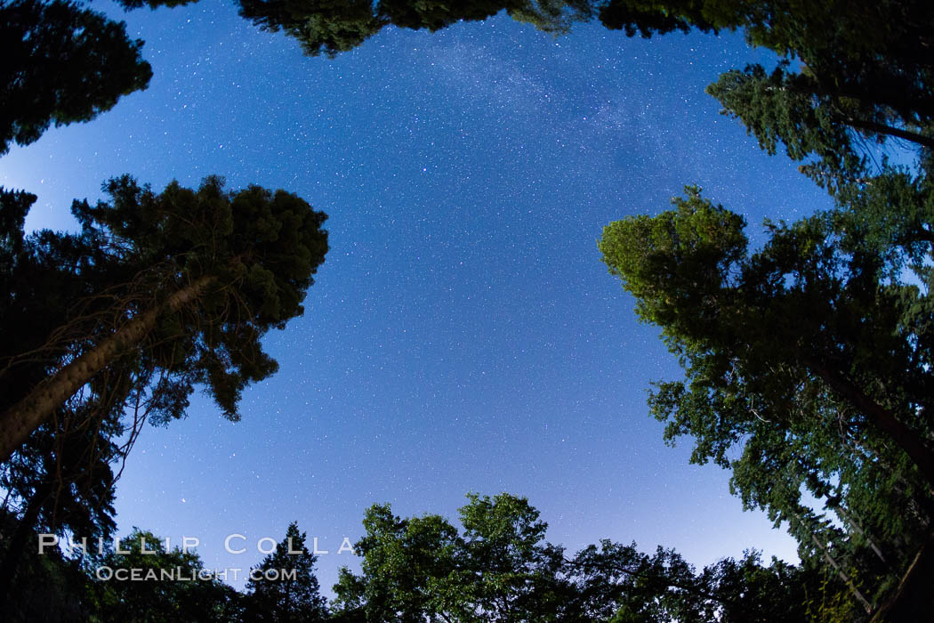 Stars and Trees, Milky Way, Palomar Mountain State Park. California, USA, natural history stock photograph, photo id 28750
