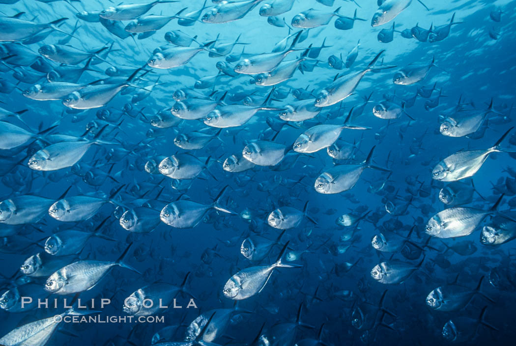 Steel pompano. Isla Enderby, Galapagos Islands, Ecuador, Trachinotus stilbe, natural history stock photograph, photo id 01833