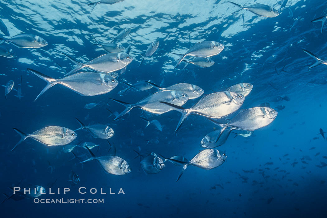 Steel pompano. Isla Enderby, Galapagos Islands, Ecuador, Trachinotus stilbe, natural history stock photograph, photo id 01834