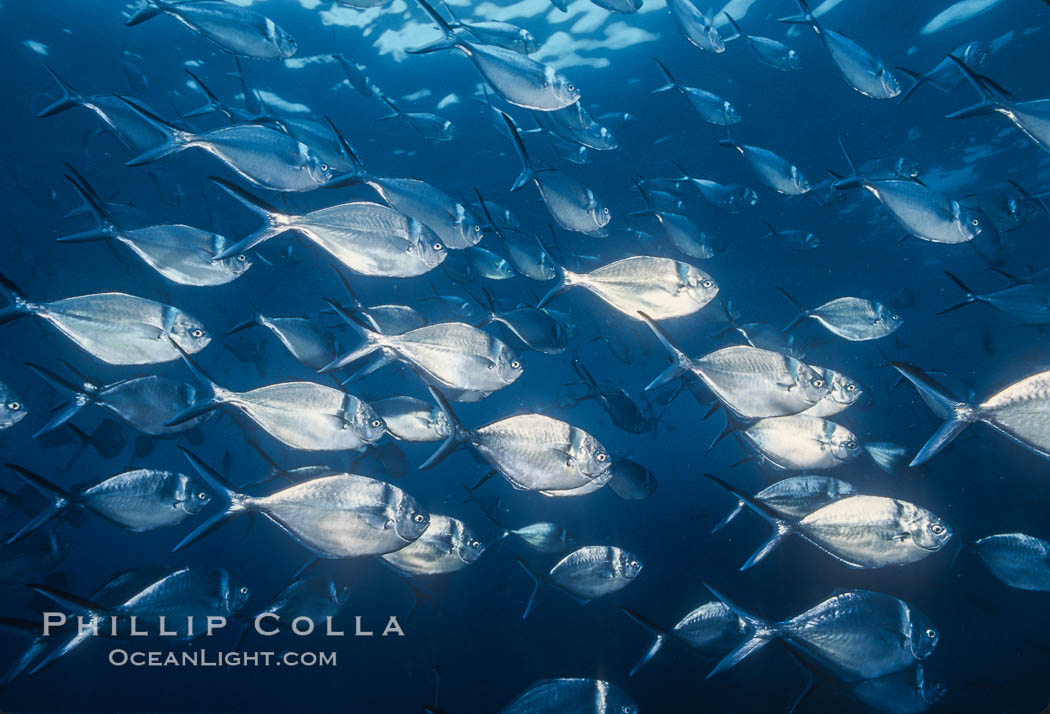 Steel pompano. Isla Enderby, Galapagos Islands, Ecuador, Trachinotus stilbe, natural history stock photograph, photo id 01831