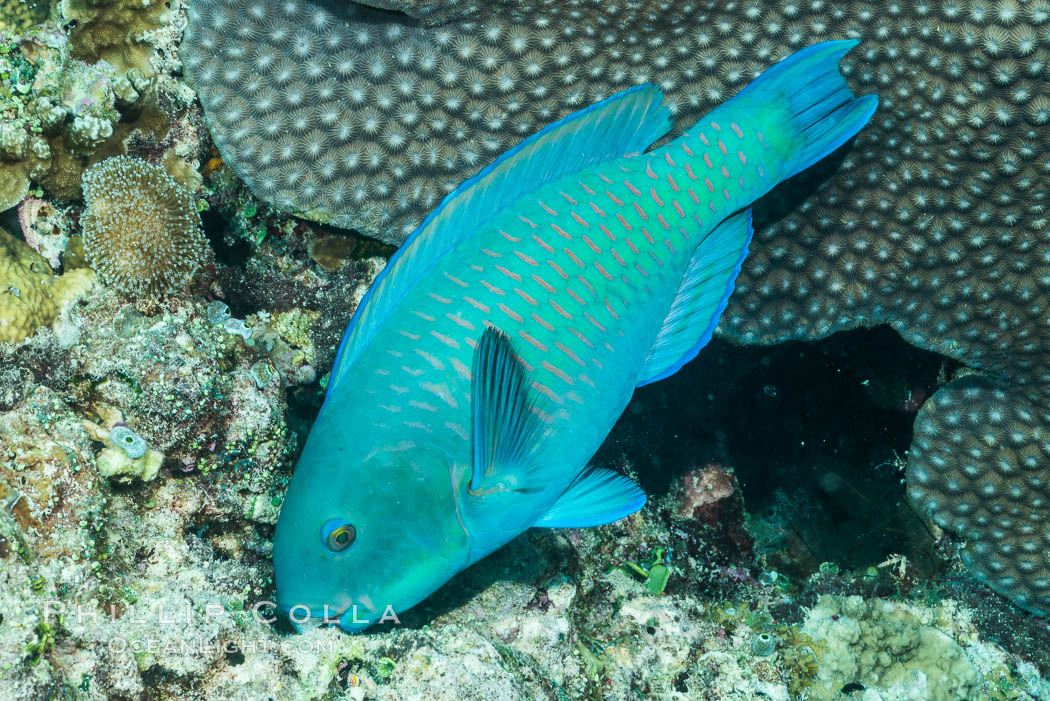 Steephead parrotfish, Chlorurus microrhinos, grazing on coral reef. Makogai Island, Lomaiviti Archipelago, Fiji, natural history stock photograph, photo id 31560