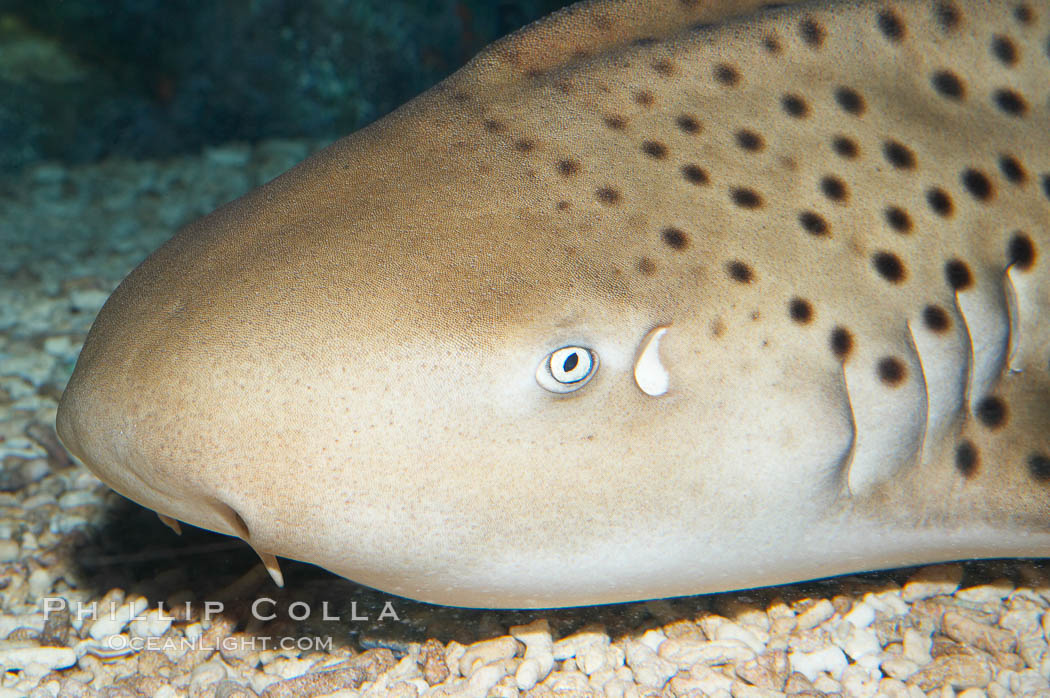 Zebra shark.  The zebra shark feeds on mollusks, crabs, shrimps and small fishes.  It can reach a length of 10 feet (3m)., Stegostoma fasciatum, natural history stock photograph, photo id 14969