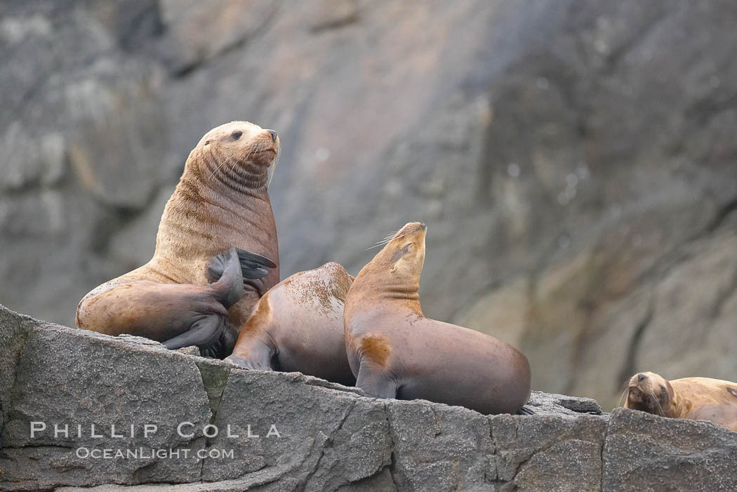 Steller sea lions (Northern sea lions) gather on rocks.  Steller sea lions are the largest members of the Otariid (eared seal) family.  Males can weigh up to 2400 lb., females up to 770 lb. Chiswell Islands, Kenai Fjords National Park, Alaska, USA, Eumetopias jubatus, natural history stock photograph, photo id 16976