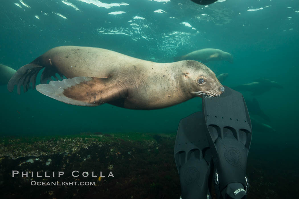 Steller sea lion nibbles my fin, curiousity and playfulness, Norris Rocks, Hornby Island, British Columbia, Canada., Eumetopias jubatus, natural history stock photograph, photo id 32722