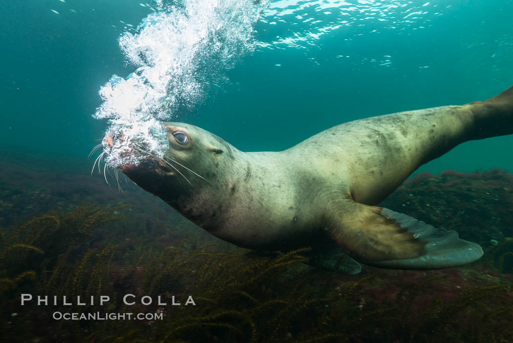Steller sea lion underwater bubble display, Norris Rocks, Hornby Island, British Columbia, Canada., Eumetopias jubatus, natural history stock photograph, photo id 32802