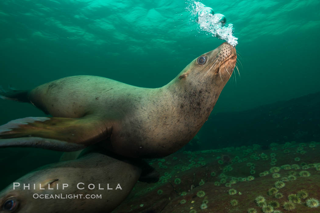 Steller sea lion underwater bubble display, Norris Rocks, Hornby Island, British Columbia, Canada., Eumetopias jubatus, natural history stock photograph, photo id 32757