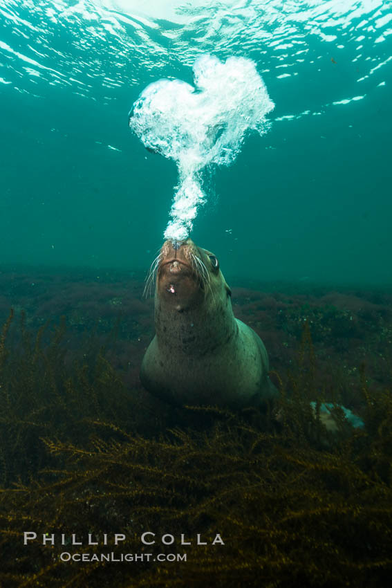 Steller sea lion underwater bubble display, Norris Rocks, Hornby Island, British Columbia, Canada., Eumetopias jubatus, natural history stock photograph, photo id 32801