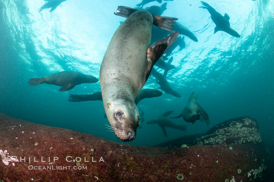 Steller sea lion underwater, Norris Rocks, Hornby Island, British Columbia, Canada., Eumetopias jubatus, natural history stock photograph, photo id 36054
