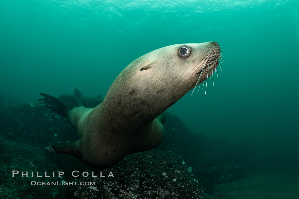Steller sea lion underwater, Norris Rocks, Hornby Island, British Columbia, Canada., Eumetopias jubatus, natural history stock photograph, photo id 36098