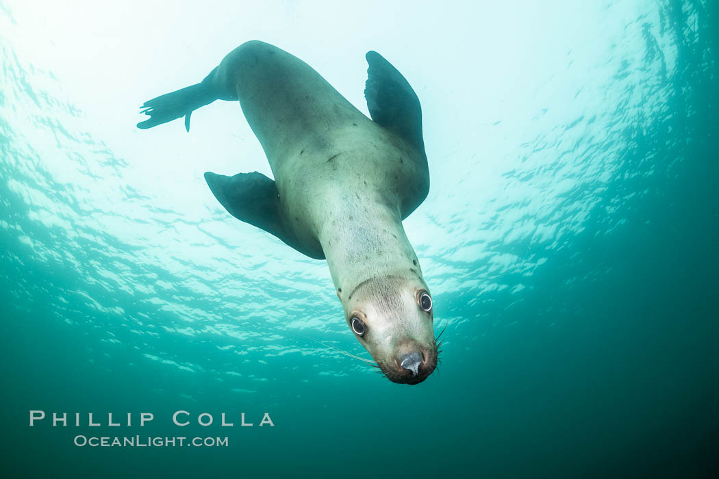 Steller sea lion underwater, Norris Rocks, Hornby Island, British Columbia, Canada., Eumetopias jubatus, natural history stock photograph, photo id 36055