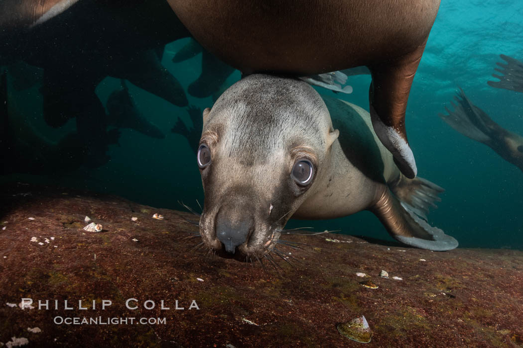 Steller sea lion underwater, Norris Rocks, Hornby Island, British Columbia, Canada., Eumetopias jubatus, natural history stock photograph, photo id 36075