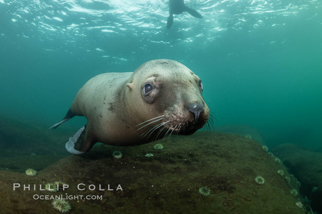 Steller sea lion underwater, Norris Rocks, Hornby Island, British Columbia, Canada., Eumetopias jubatus, natural history stock photograph, photo id 36115