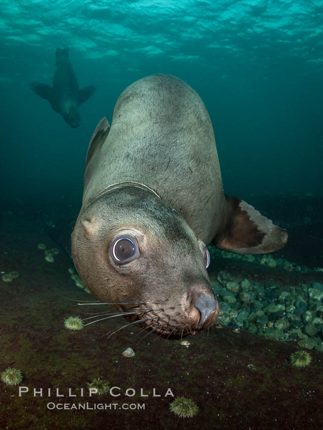 Steller sea lion underwater, Norris Rocks, Hornby Island, British Columbia, Canada., Eumetopias jubatus, natural history stock photograph, photo id 36073