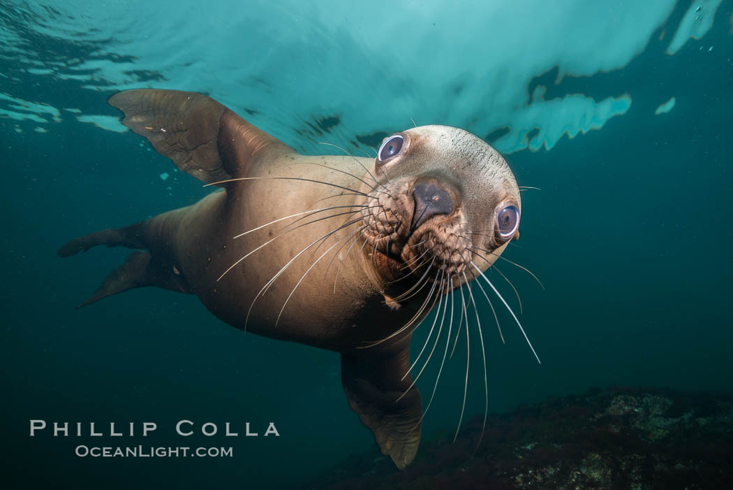 Steller sea lion underwater, Norris Rocks, Hornby Island, British Columbia, Canada., Eumetopias jubatus, natural history stock photograph, photo id 32670