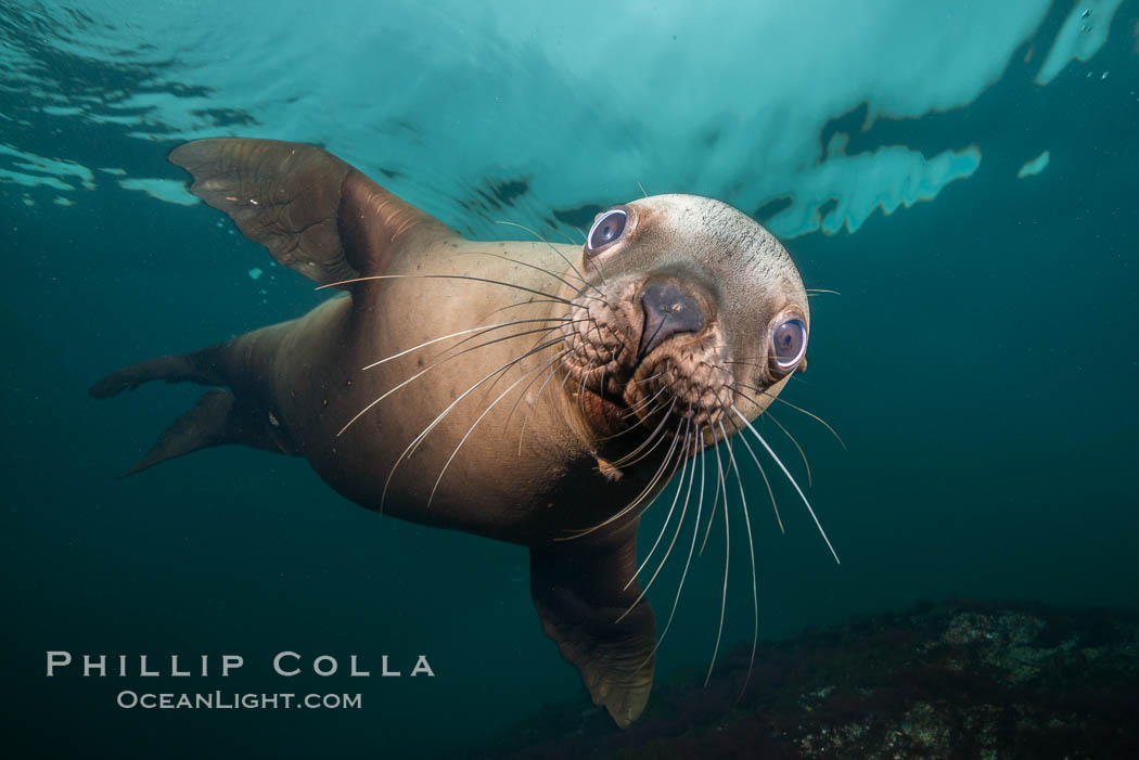 Steller sea lion underwater, Norris Rocks, Hornby Island, British Columbia, Canada, Eumetopias jubatus