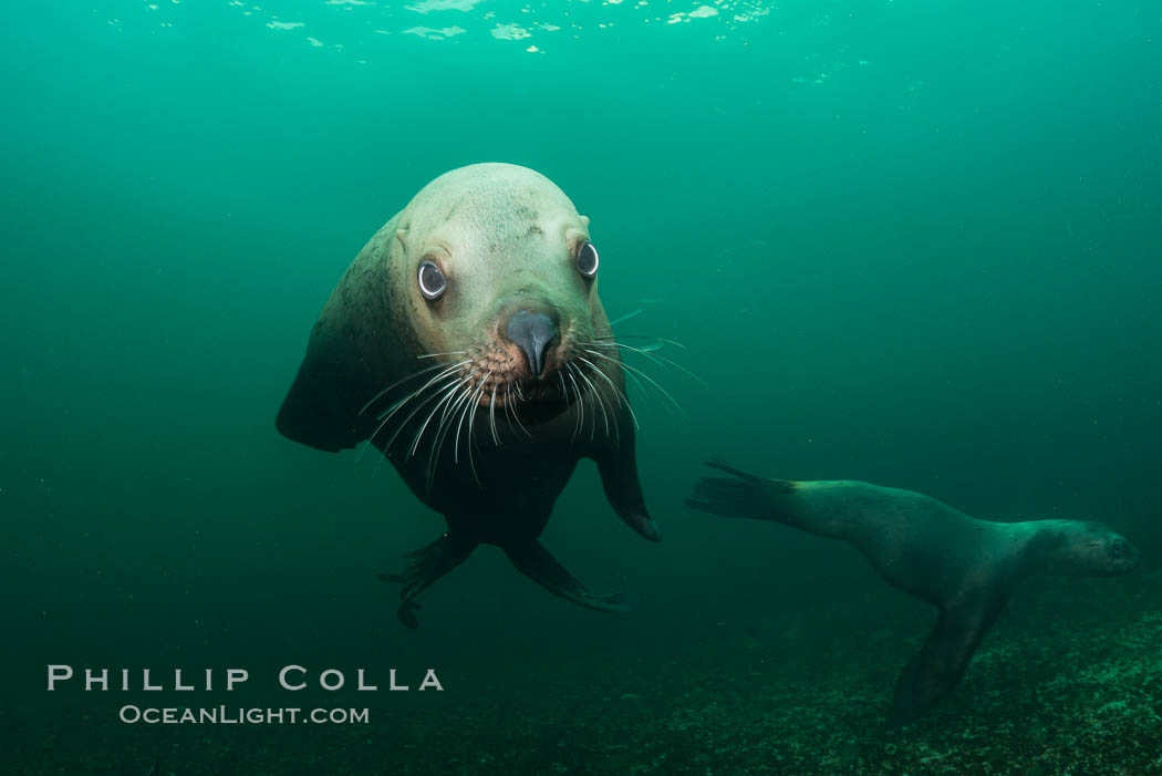 Steller sea lion underwater, Norris Rocks, Hornby Island, British Columbia, Canada., Eumetopias jubatus, natural history stock photograph, photo id 32686
