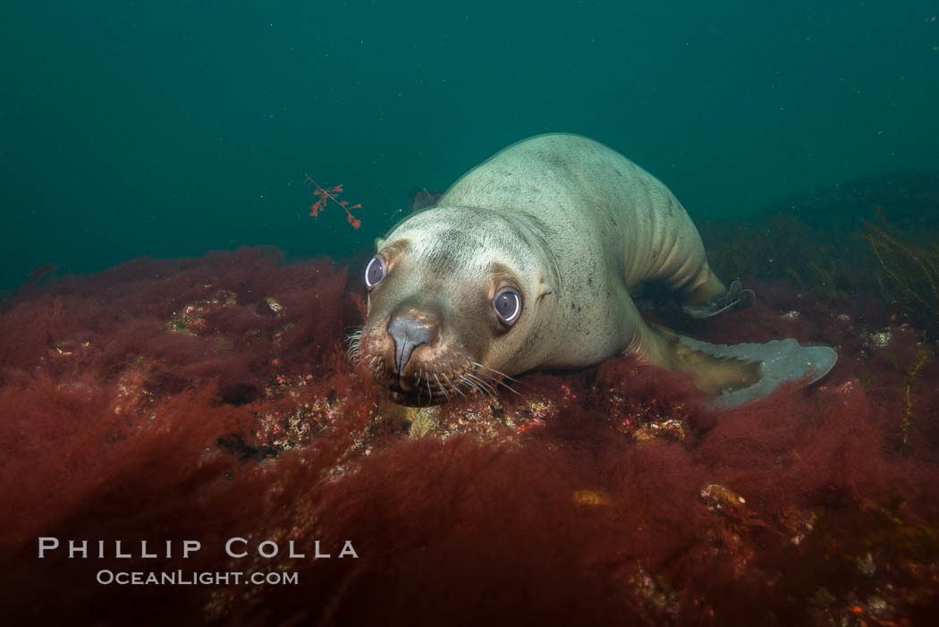 Steller sea lion underwater, Norris Rocks, Hornby Island, British Columbia, Canada., Eumetopias jubatus, natural history stock photograph, photo id 32690