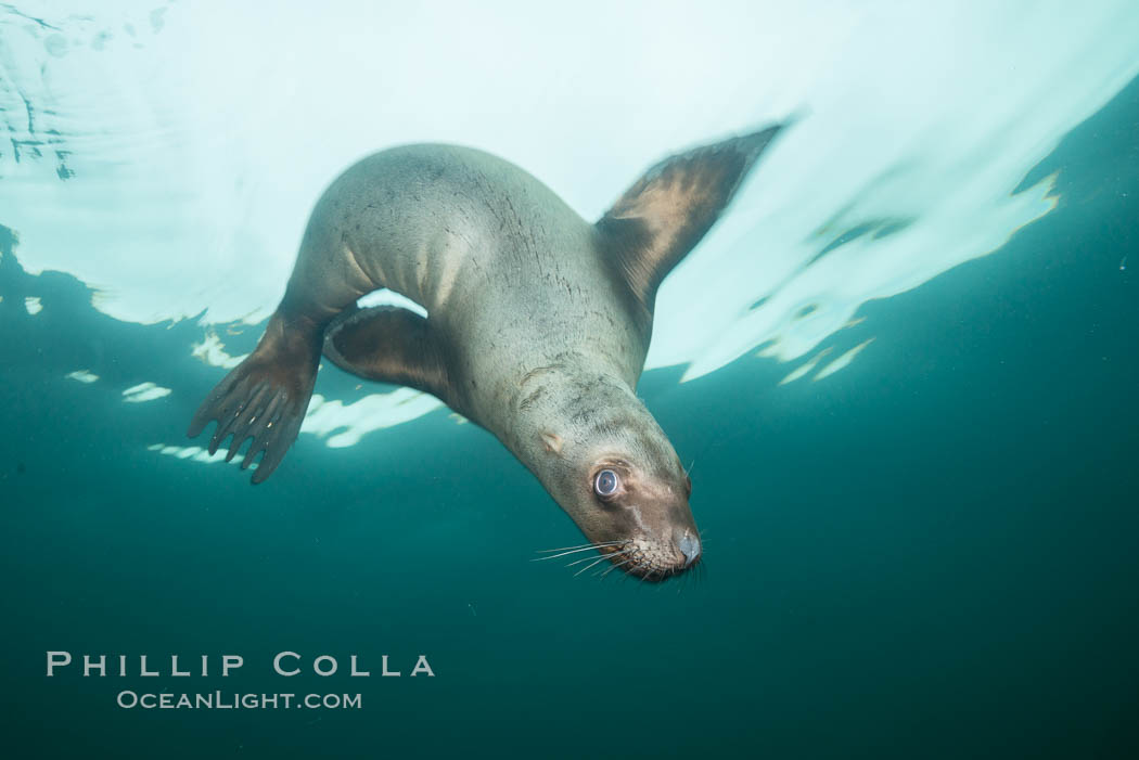 Steller sea lion underwater, Norris Rocks, Hornby Island, British Columbia, Canada., Eumetopias jubatus, natural history stock photograph, photo id 32694
