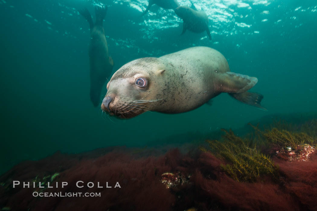 Steller sea lion underwater, Norris Rocks, Hornby Island, British Columbia, Canada., Eumetopias jubatus, natural history stock photograph, photo id 32702