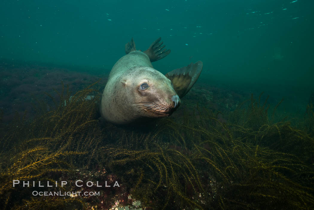 Steller sea lion underwater, Norris Rocks, Hornby Island, British Columbia, Canada., Eumetopias jubatus, natural history stock photograph, photo id 32710