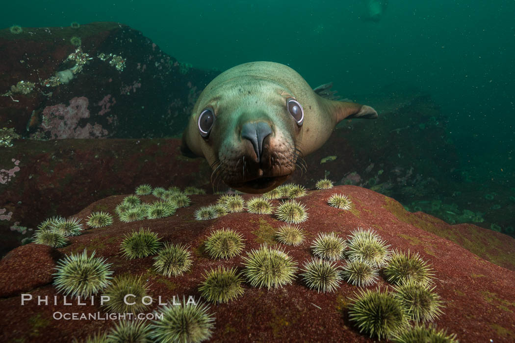 Steller sea lion underwater, Norris Rocks, Hornby Island, British Columbia, Canada., Eumetopias jubatus, natural history stock photograph, photo id 32718