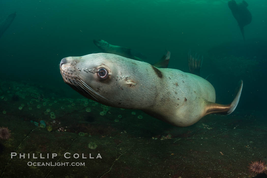 Steller sea lion underwater, Norris Rocks, Hornby Island, British Columbia, Canada., Eumetopias jubatus, natural history stock photograph, photo id 32730