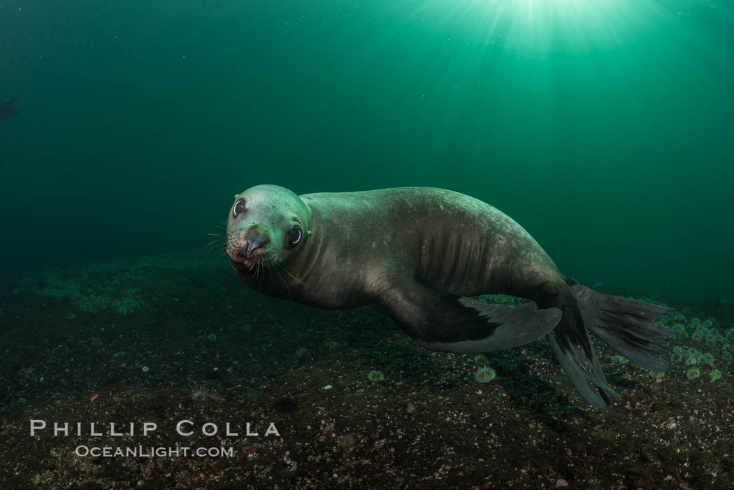 Steller sea lion underwater, Norris Rocks, Hornby Island, British Columbia, Canada., Eumetopias jubatus, natural history stock photograph, photo id 32734