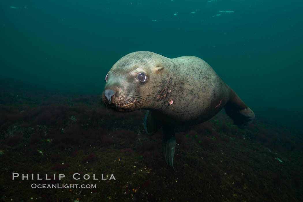 Steller sea lion underwater, Norris Rocks, Hornby Island, British Columbia, Canada., Eumetopias jubatus, natural history stock photograph, photo id 32746
